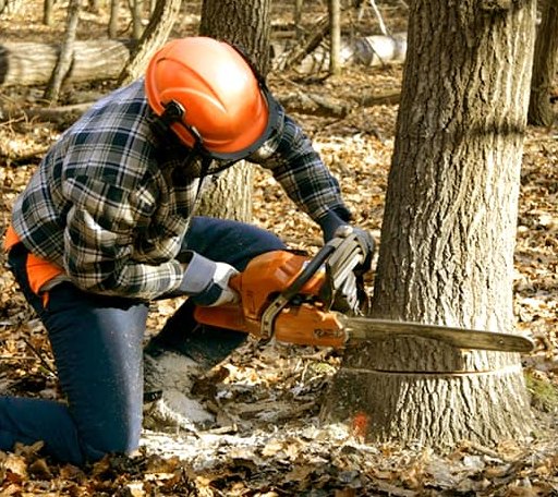Tree Removal in Danville, WV
